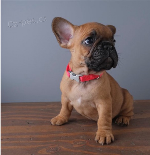 Rozko�n� �t��ata francouzsk�ho buldo�ka