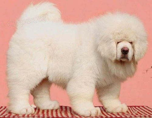 Chow chow �t��ata