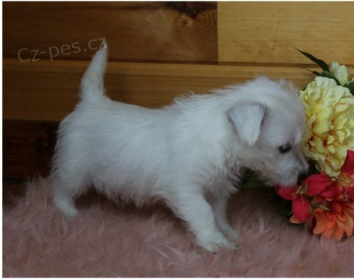 �t��ata West Highland