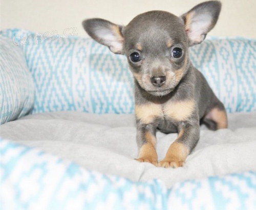 �t��ata �ivavy