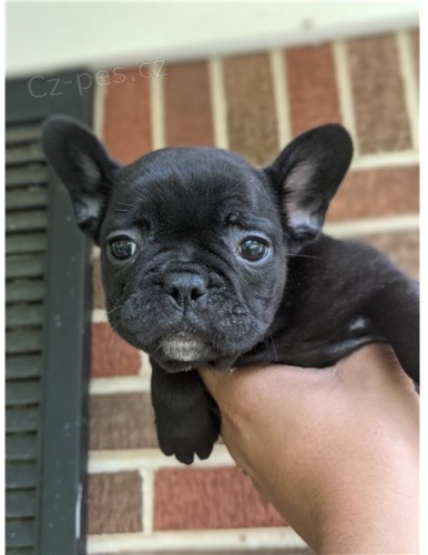 francouzsk� buldo�ek