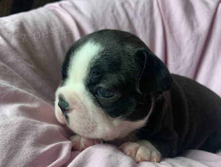 �t��ata boston teri�ra