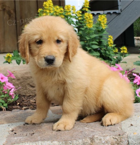 Kr�sn� �t��ata zlat�ho retr�vra