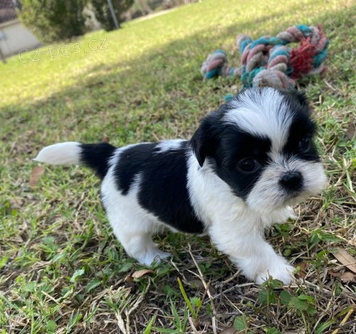 �t��ata shih tzu