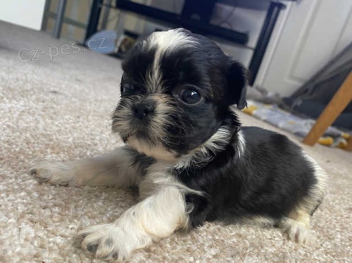 �t��ata shih tzu