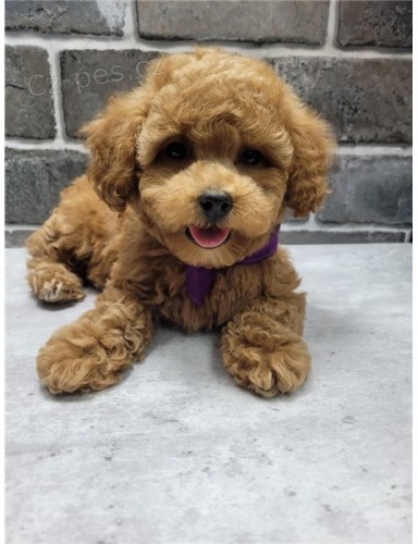 12 t�dn� star� pudl� �t��ata