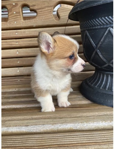 Pembroke Welsh Corgi, �t��ata