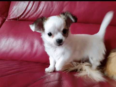 Rozko�n� �t��ata �ivava