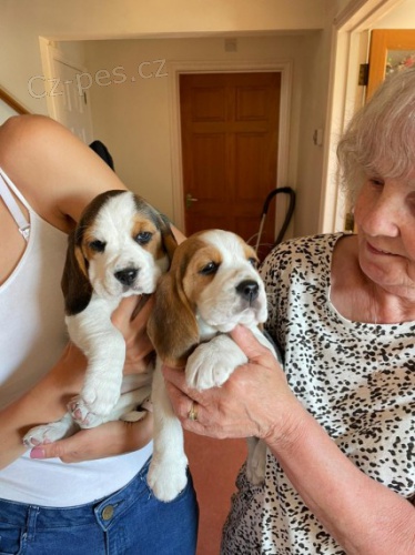 Kr�sn� �t��ata Beagle