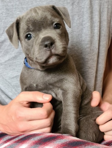 Staford��rsk� bulteri�r �t��ata