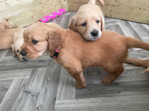 Zlat� retr�vr �t��ata(-3 d�vky a 1 chlapec)