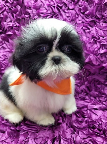 kr�sn� fena shih tzu �t�n�