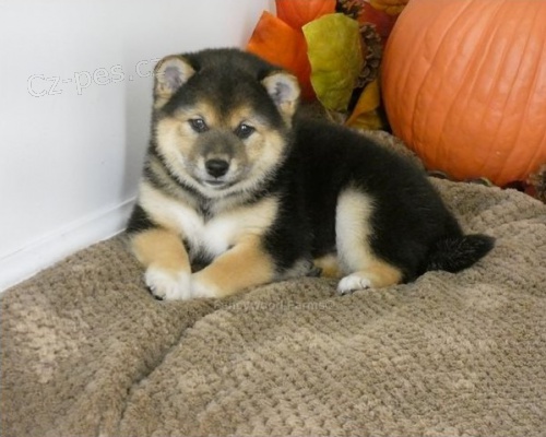 �t��ata shiba inu