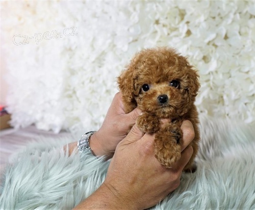 pudl� �t��ata