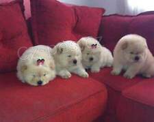 chowchow �t��ata