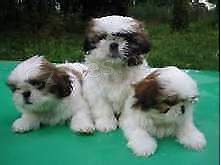 �t��ata shih tzu
