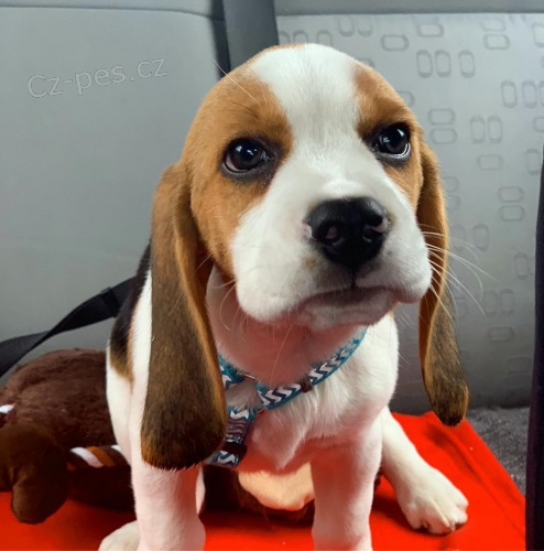 Roztomil� �t��ata beagle 