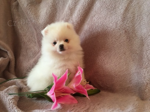 N�meck� �pic trpasli��, Pomeranian