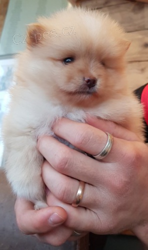 Pomeranian s PP~FCI ~ mu�i a �eny �t��ata na prod