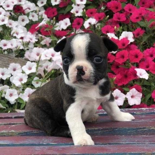 Bostonsk� Teri�r