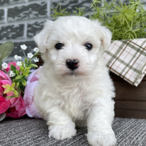 Bichon �t��ata