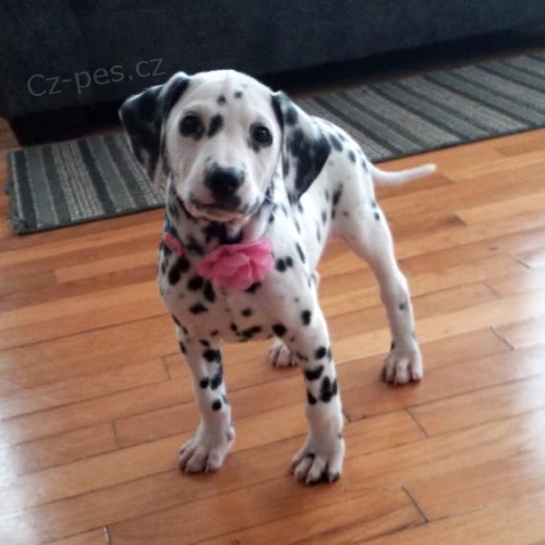 Dalmatsk� �t���tka na prodej