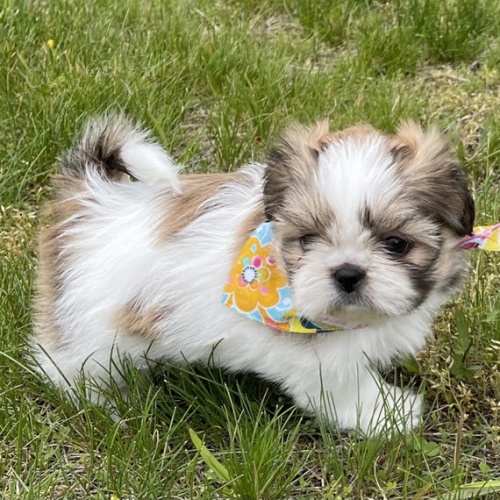 rozko�n� �t��ata shih tzu