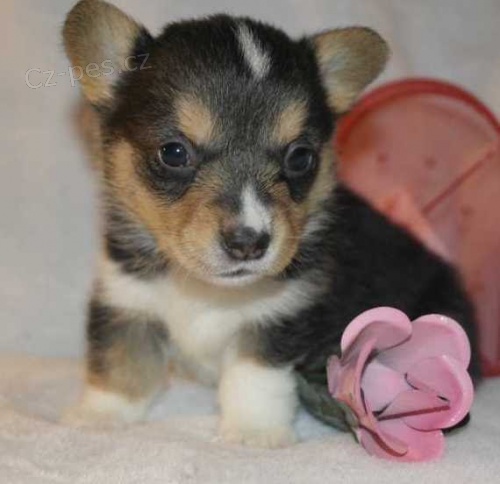 Pembroke Welsh Corgi �t��ata