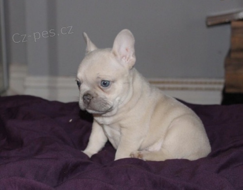 Francouzsk� buldo�ek s PP