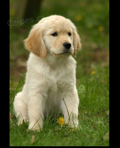 zlat� retr�vr �t��ata