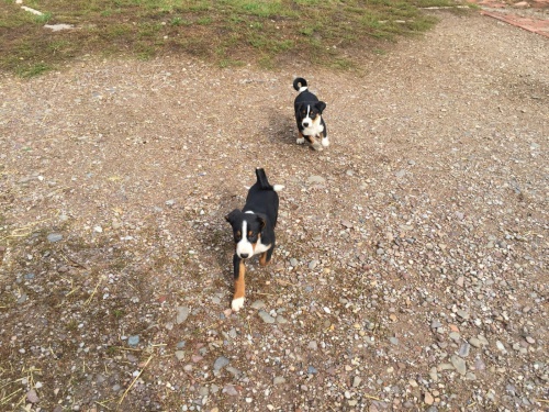 2 Appenzell Appenzell �t��ata Appenzell