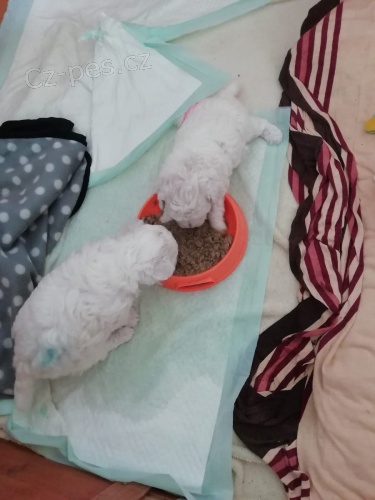 Bichon Fris� ; Bisonek ,pro skute�n� domovy.