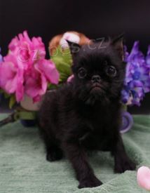 griffon �t��ata k adopci
