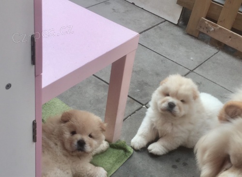 Chow chows (Cau cau)   , z�znamy veterin��e  z�ruka genetick�ho zdrav�.