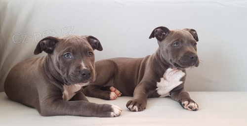2 Americk�  Blu pitbulteri�r pro nov� domy