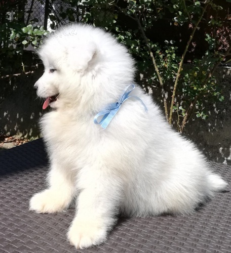 samojed chlupat� �t���tka k adopci