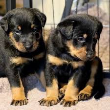 �t��ata  beauceron , zoufale pot�ebuj�c� nov� domovy, ne na prodej, ��astn� nov� rok.