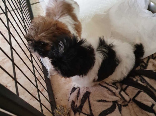 �t��ata shih tzu