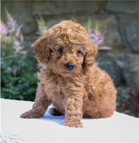 pudl� �t��ata