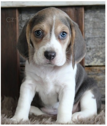 K dispozici �t��ata beagle star� 12 t�dn�