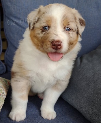 �t��ata australsk�ho ov��ka 