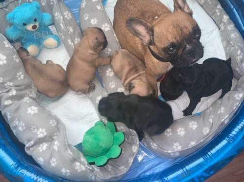 Kr�sn� francouzsk� buldo�ka �t��ata