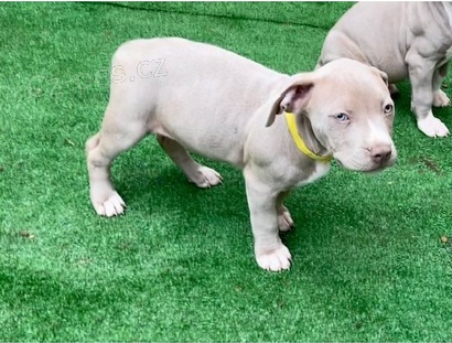 �t��ata americk�ho pitbulteri�r