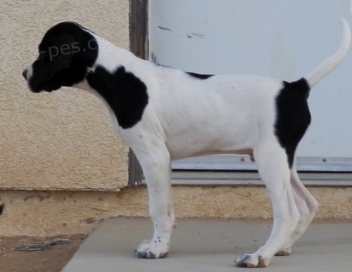 �t���tka Pointer p�ipravena na nov� domov 