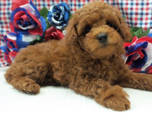 Rozko�n� �t���tka pudl