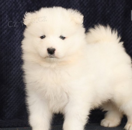 Rozko�n� �t���tka samojed 