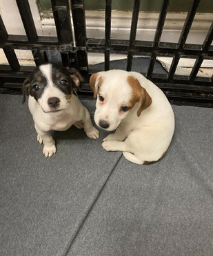 �t��ata Jack Russell teri�r