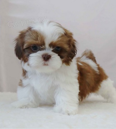 Mal� �t���tka Shih Tzu pro nov� domov 
