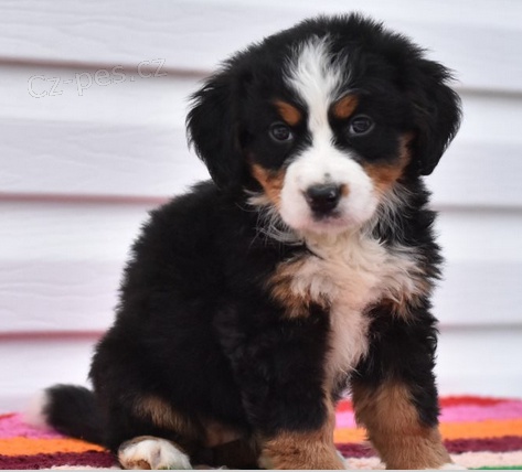 �t���tka bernsk�ho sala�nick�ho psa