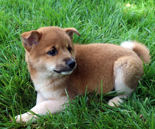 �t���tka Shiba Inu pro nov� domov 